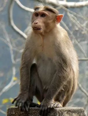 Bihar: Class 10 girl dies after monkey pushes her from rooftop