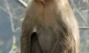 Bihar: Class 10 girl dies after monkey pushes her from rooftop