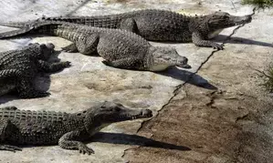 Vadodara to relocate 150 crocodiles amid Vishwamitri river development project