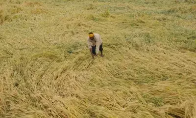 TN Delta farmers struggle with high harvest machine rents, crop losses amid unseasonal rains