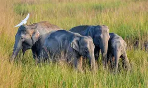 Woman, daughter trampled to death by wild elephants in Assam