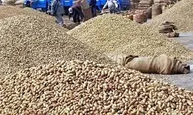 Gujarat purchases 10 lakh MT groundnuts for Rs 6,700 crore: State Agriculture Minister