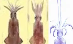 CMFRI reveals genetic similarities in Indian squid and humans