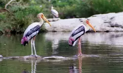 Significant increase in arrival of migratory birds at TN Vettangudi bird sanctuary