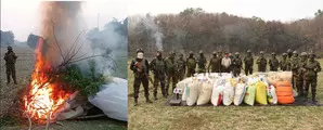 Assam Rifles, Tripura Police seize drugs worth Rs 6 crore Assam Rifles, Tripura Police seize drugs worth Rs 6 crore