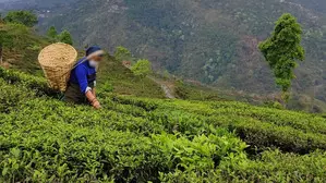 Image of Indian tea hit by re-export of cheap tea: TAI