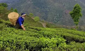 Image of Indian tea hit by re-export of cheap tea: TAI