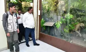 Leopard Safari to begin soon at Sanjay Gandhi National Park: Maha minister