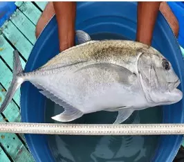 CMFRI seafood fair brings in huge crowds