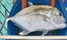 CMFRI seafood fair brings in huge crowds