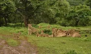 Gujarat: ‘Animal Welfare Fortnight’ celebrations to continue till Feb 13