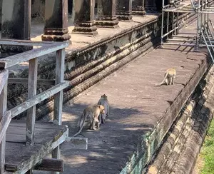 Monkeys cause problems at UNESCO-listed Angkor Park in Cambodia