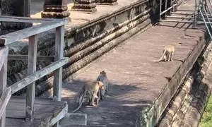 Monkeys cause problems at UNESCO-listed Angkor Park in Cambodia