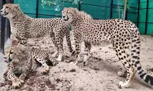 Five more cheetahs to be released into the wild at KNP today