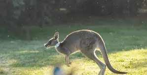 Australian researchers produce first kangaroo embryos through IVF Australian researchers produce first kangaroo embryos through IVF