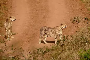 ‘Kuno cheetahs to soon roam in Rajasthan via proposed wildlife corridor’ ‘Kuno cheetahs to soon roam in Rajasthan via proposed wildlife corridor’