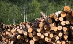 Myanmar seizes over 88 tons of illegal timbers, 200,000 stimulant tablets