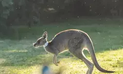 Australian researchers produce first kangaroo embryos through IVF