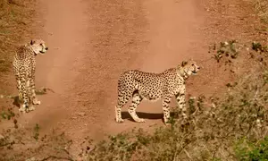 ‘Kuno cheetahs to soon roam in Rajasthan via proposed wildlife corridor’