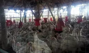 New York live poultry markets shut down for five days to rein in bird flu