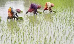 Agriculture sector growth stronger, steadier than UPAs volatile years: BJP factsheet