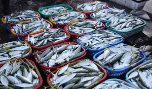 14th Asian Fisheries and Aquaculture Forum to kick start in Delhi tomorrow 14th Asian Fisheries and Aquaculture Forum to kick start in Delhi tomorrow