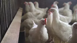 Telangana turns back poultry vehicles coming from Andhra due to bird flu