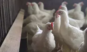 Telangana turns back poultry vehicles coming from Andhra due to bird flu