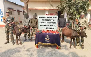 Cattle smugglers dressed in BSF uniforms nabbed along Indo-B’desh border Cattle smugglers dressed in BSF uniforms nabbed along Indo-B’desh border