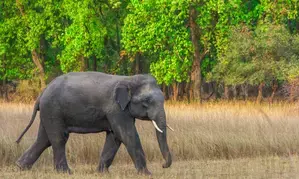 27-year-old, who survived landslide, trampled to death in Wayanad