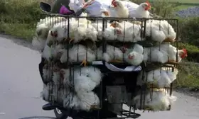 Andhra Pradesh bans transport of chickens from bird flu-hit districts