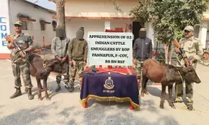 Cattle smugglers dressed in BSF uniforms nabbed along Indo-B’desh border