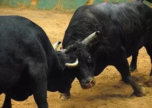 Meghalaya: Ban imposed on animal fights during local fete