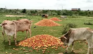 Jharkhand farmers forced to let tomatoes rot as prices crash Jharkhand farmers forced to let tomatoes rot as prices crash