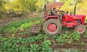 Poppy crop worth Rs 125 crore destroyed in four Jharkhand districts, 86 arrested