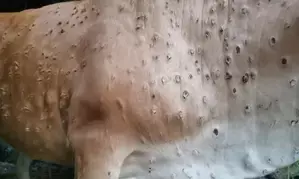 Namibia implements strict measures to combat lumpy skin disease outbreak