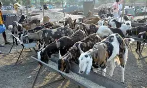 Centre highlights critical role of veterinary services in supporting livestock sector