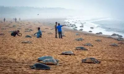 TN to form Marine Elite Force to protect Olive Ridley turtles