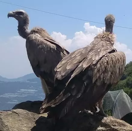 Vulture tally begins in Madhya Pradesh today Vulture tally begins in Madhya Pradesh today