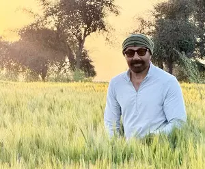 Sunny Deol prepares for Baisakhi in the fields, embraces his Jaat roots Sunny Deol prepares for Baisakhi in the fields, embraces his Jaat roots