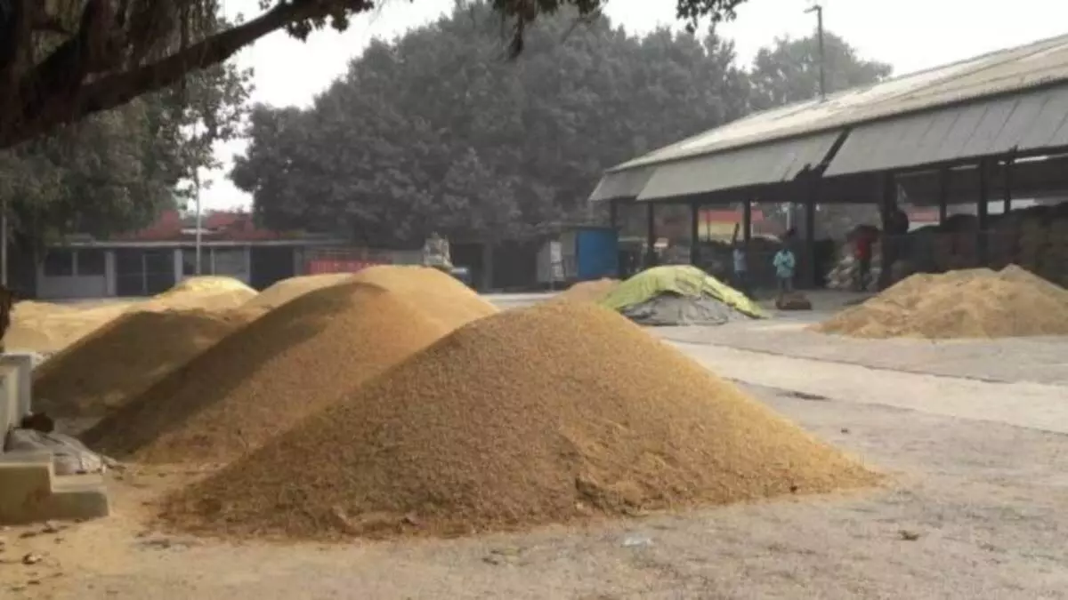 Bihar Sets Record in Paddy Procurement, Boosts Farmer Income Under CM Nitish Kumars Leadership