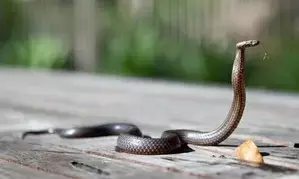Warning issued over surge in snake bites in northeast Australia