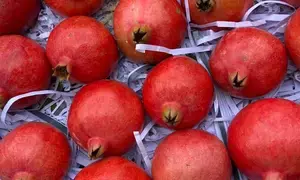 In a first, India exports pomegranates to Australia via sea In a first, India exports pomegranates to Australia via sea