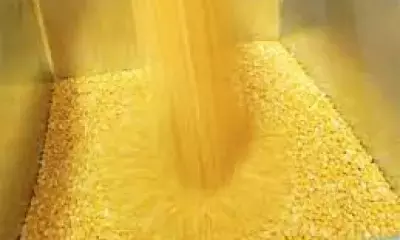 Procurement of pulses from farmers at MSP in full swing under PM-AASHA scheme Procurement of pulses from farmers at MSP in full swing under PM-AASHA scheme