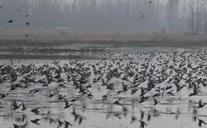 J&K: Asian waterbird census to be conducted across 25 wetlands in Kashmir