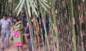 Maha likely to sign MoU with Tripura to boost bamboo industry, entrepreneurial activities: Minister