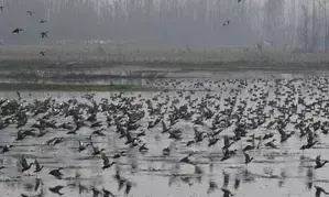 J&K: Asian waterbird census to be conducted across 25 wetlands in Kashmir