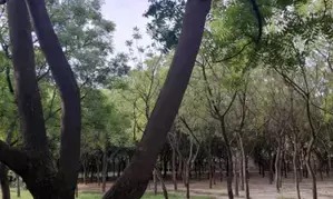 Young man found hanging from tree in Jharkhands Dumka, family alleges murder