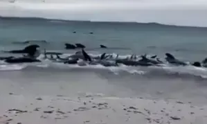 Australian authorities to euthanize 90 stranded false killer whales