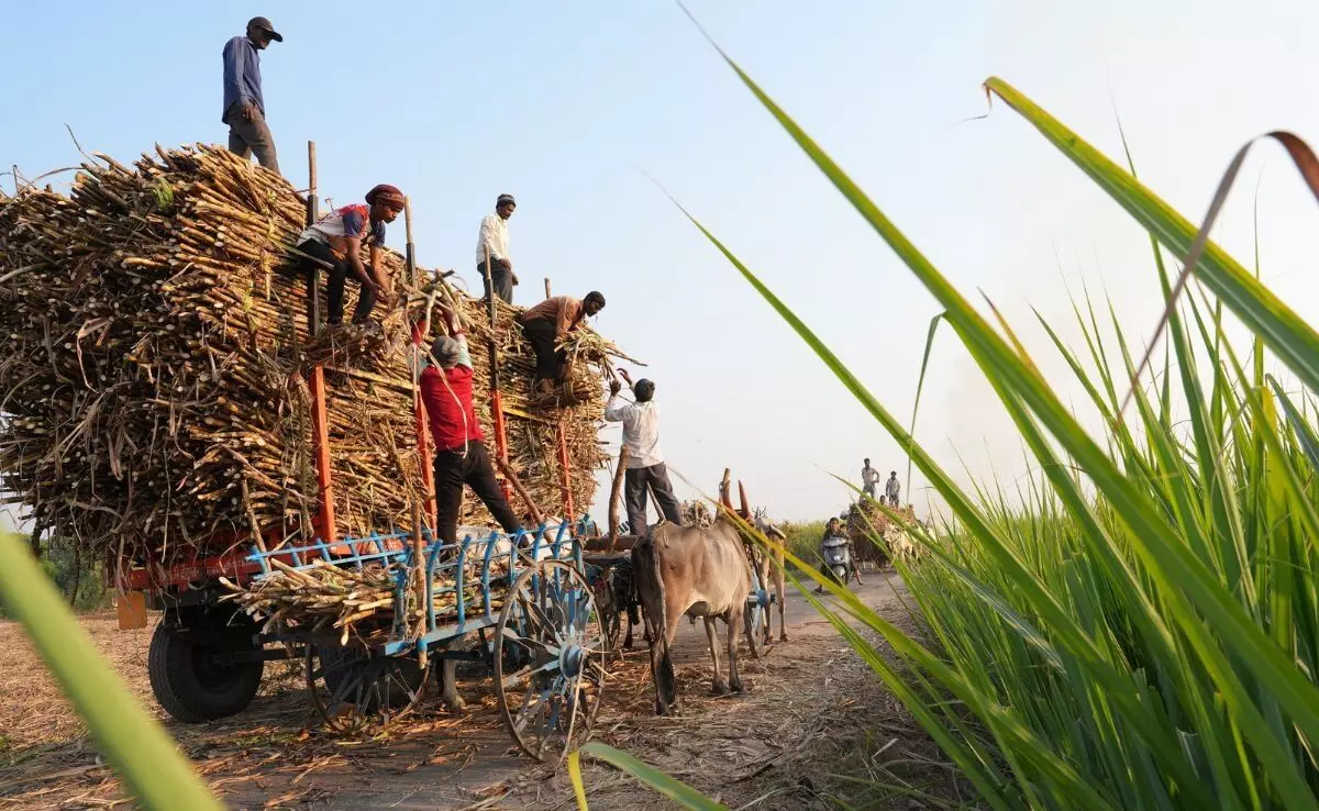 Bihar Hosts State-Level Sugarcane Farmers Seminar to Boost Seed Production and Mechanization